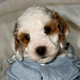 Cogsworth - Parti male Goldendoodle puppy in Beecher, Illinois from Erica’s Doodles