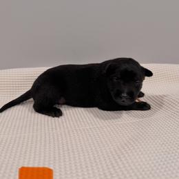 Orange - Black sable male Belgian Malinois puppy in Muskegon, Michigan from Red Acres Working Line K9s