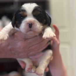 Willow - Tri-color female Cavalier King Charles Spaniel puppy in Broken Arrow, Oklahoma from Cavalier King Charles Heartland