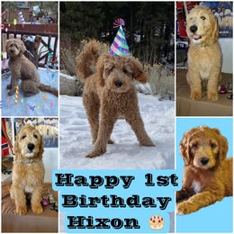 Goldendoodle All Grown Up from SW Doodles of CA