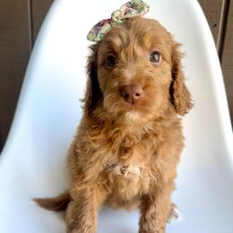 Martini - Apricot female Goldendoodle puppy in Mount Pleasant, Tennessee from Doodle My Heart