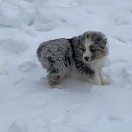 Aussiedoodle and Australian Shepherd Puppies from SS Australian Shepherds
