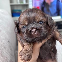 Ivy - Chocolate female Shih Tzu puppy in Avondale, Arizona from Riley Family Shih Tzus