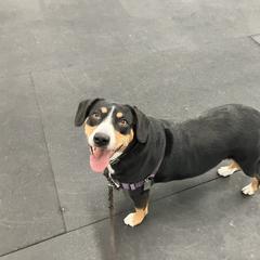 Entlebucher Mountain Dog Puppies from Ironclad