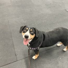Entlebucher Mountain Dog Puppies from Ironclad