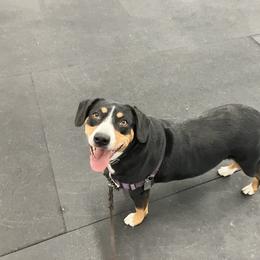 Entlebucher Mountain Dog Puppies from Ironclad