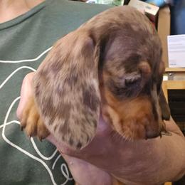 Hazel's lighter dapple - Dapple female Dachshund puppy in Lyle, Washington from Wines Wienery