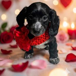 Riley - Piebald female Dachshund puppy in Omaha, Nebraska from Colorful Dachshunds