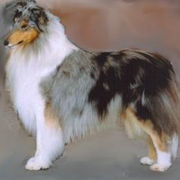 Collies from Tango Collies