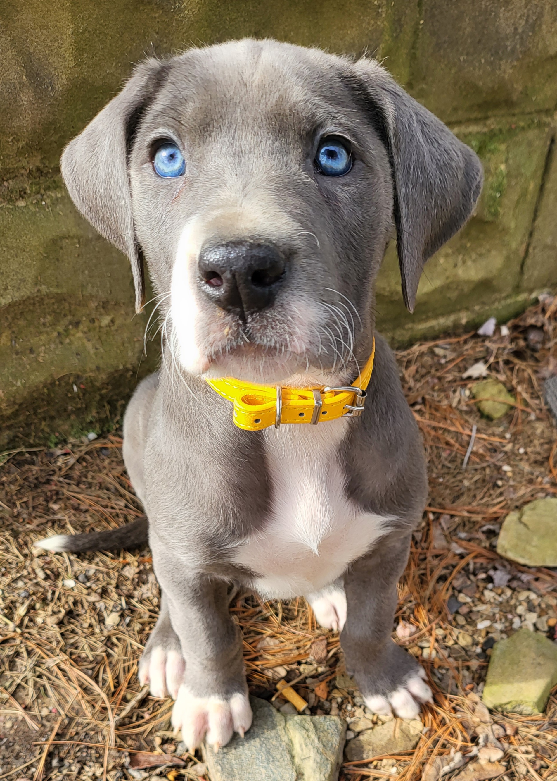 Great Dane Puppies from Grant’s Gorgeous Greats