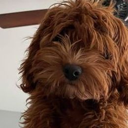 Goldendoodles from Peace,Love,and Doodles