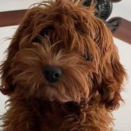 Goldendoodles from Peace,Love,and Doodles
