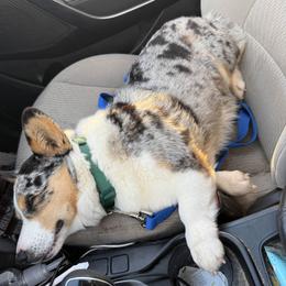 American Corgi All Grown Up from Elmiphyr Corgis