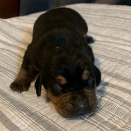 Boy 1 - Black male Catahoula Leopard Dog puppy in Gadsden, Alabama from Rich Cat’s