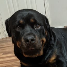 Aurora - Rottweiler