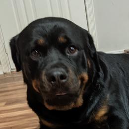 Aurora - Rottweiler