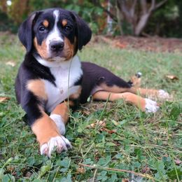 Captain - Black white and tan male Entlebucher Mountain Dog puppy in Corvallis, Oregon from Feather Farm's Entles