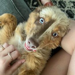 Tracker - Miniature Australian Shepherd
