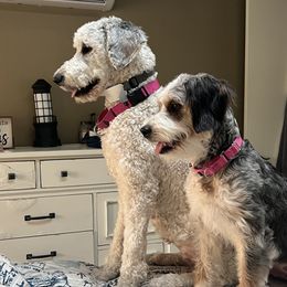 Bernedoodles, Goldendoodles, Poodles, and Sheepadoodles from Lindy’s Doodles