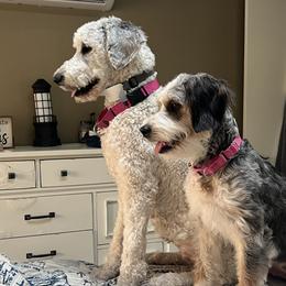 Bernedoodles, Goldendoodles, Poodles, and Sheepadoodles from Lindy’s Doodles