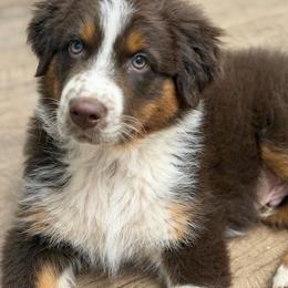 Snickers - Red tri-color male Australian Shepherd puppy in Niles, Michigan from Tara's Australian Shepherds