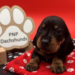 Susie - Black and tan female Dachshund puppy in Ben Wheeler, Texas from P&P Dachshunds