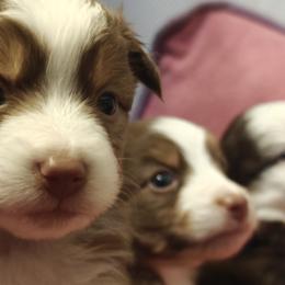 Miniature American Shepherds from Railroad Tails