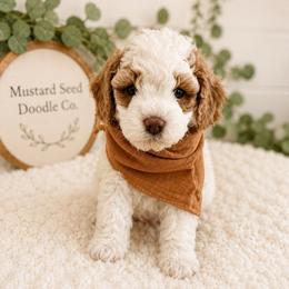 Boaz - Blenheim male Cavapoo puppy in Ephrata, Washington from Mustard Seed Doodle Co.