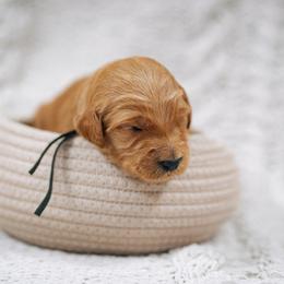 Black collar boy - Aladdin - Red  male Goldendoodle puppy in Duncan, South Carolina from Abner Creek Poodles & Doodles