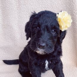Goldendoodle Puppies from Luneckas Litters