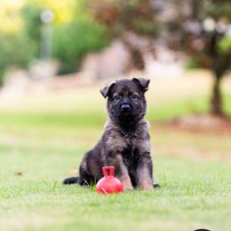Boy (Blue) - Sable German Shepherd puppy in Buford, Georgia from vom Vikos