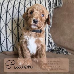 Black Collar - Raven - Cream male Goldendoodle puppy in West Chester, Ohio from Doodles of West Chester