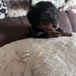 Boy 1 - Black and tan male Dachshund puppy in Caldwell, Idaho from Low Rider Ridge Mini Doxies