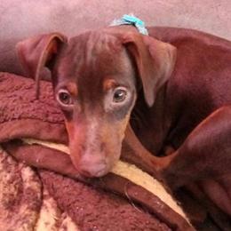 Tobias (Toby) - Light Blue Collar Male - Chocolate and rust male Miniature Pinscher puppy in Wayland, Michigan from DeLeeuw Family Miniature Pinschers