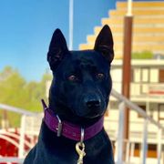 Thai Ridgeback All Grown Up from Topking Thai Ridgeback Dogs