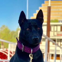 Thai Ridgeback All Grown Up from Topking Thai Ridgeback Dogs