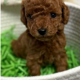 Chow Chow, Goldendoodle, and Poodle Puppies from Regal Canine Creations