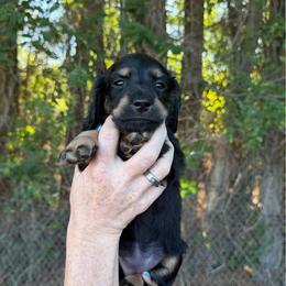 Dally - Black and tan female Dachshund puppy in Delta, Colorado from Weinderful Dachshunds