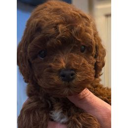 Boy - Red  male Poodle puppy in Henefer, Utah from Mountain Valley Poodles
