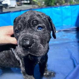 Buzz - Gray brindle male Cane Corso puppy in Fairfield, California from Royal Class Kennels