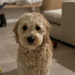 French Bulldog, Goldendoodle, and Golden Retriever All Grown Up from SoCalFamilyFrenchies, Doodles and more