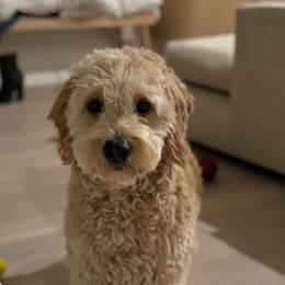 French Bulldog, Goldendoodle, and Golden Retriever All Grown Up from SoCalFamilyFrenchies, Doodles and more