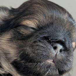 Simon - Brindle male Shih Tzu puppy in Lostant, Illinois from Bella's Babies