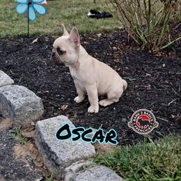 Oscar - French Bulldog puppy in New York from Bark2Basics.Frenchie