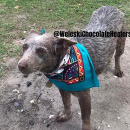 Red  - Australian Cattle Dog