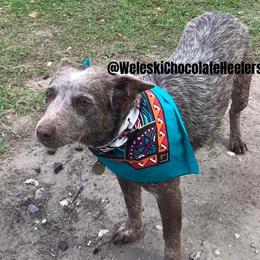 Red  - Australian Cattle Dog