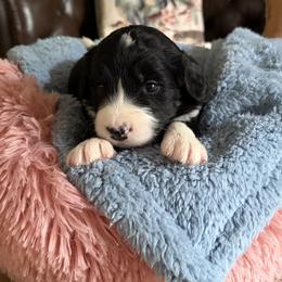 Saun - male Aussiedoodle puppy in Rochester, Massachusetts from Harmony Hill Doodles