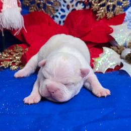 Cream Boy - Seal and white male Boston Terrier puppy in Corsicana, Texas from JT Bostons