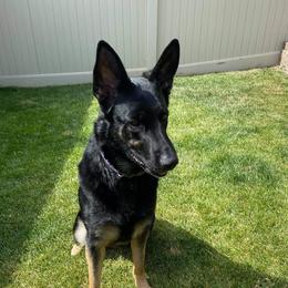 Oakley - German Shepherd