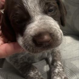 Boy 2 - Liver and white male German Shorthaired Pointer puppy in Bryan, Texas from Ehrenvogel and Bessdach Kennels